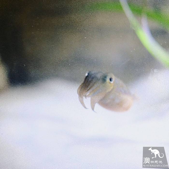 尋寶:悉尼海洋生物水族館遊覽雜記