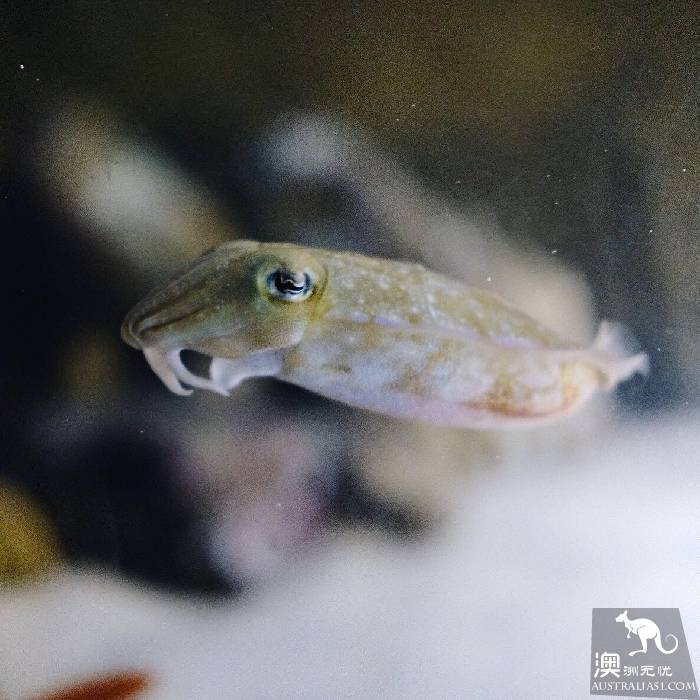 尋寶:悉尼海洋生物水族館遊覽雜記