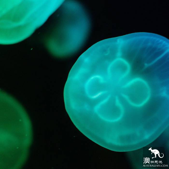 尋寶:悉尼海洋生物水族館遊覽雜記