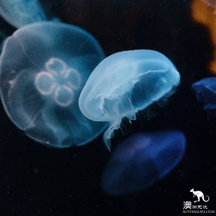 尋寶:悉尼海洋生物水族館遊覽雜記