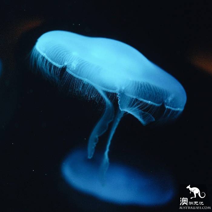 尋寶:悉尼海洋生物水族館遊覽雜記