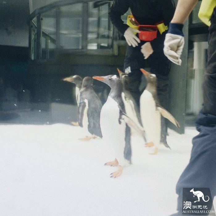尋寶:悉尼海洋生物水族館遊覽雜記