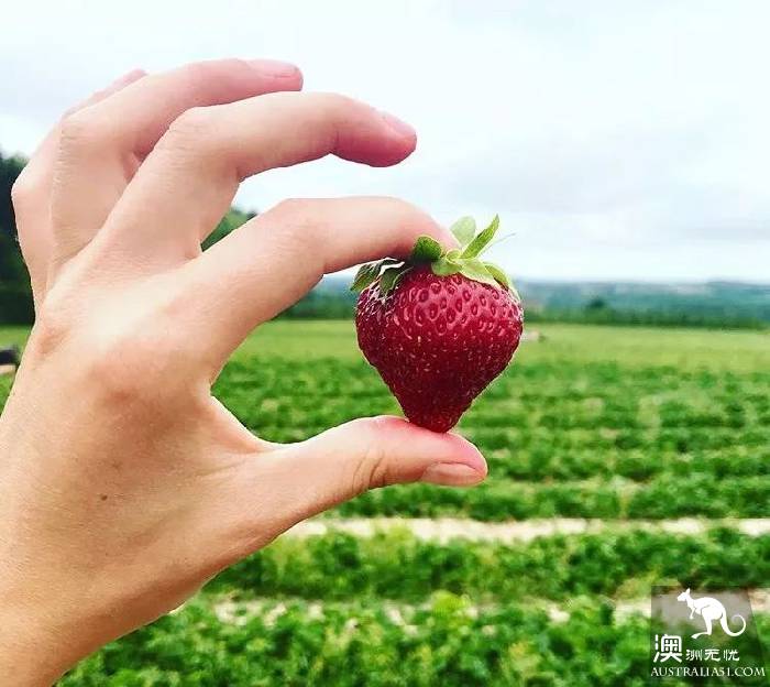 墨尔本Dandenong山区最Local玩法!看完这篇深度攻略,就能跟普通游客路线说拜拜了