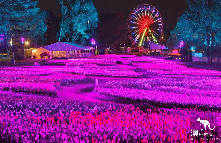 一日徜徉浪漫堪培菈花展,日間賞花夜間嗨玩
