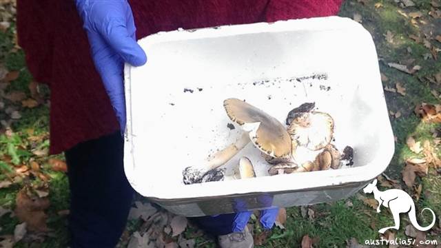 看起來平平無奇的死帽菇,卻是9成蘑菇中毒事件的罪魁禍首。(澳聯社圖片)
