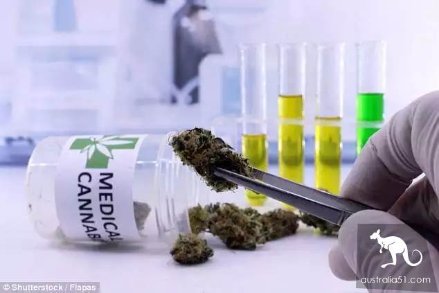 澳洲爸爸在后院种满大麻喂女儿被捕，百万网友求轻判，他是为了治病