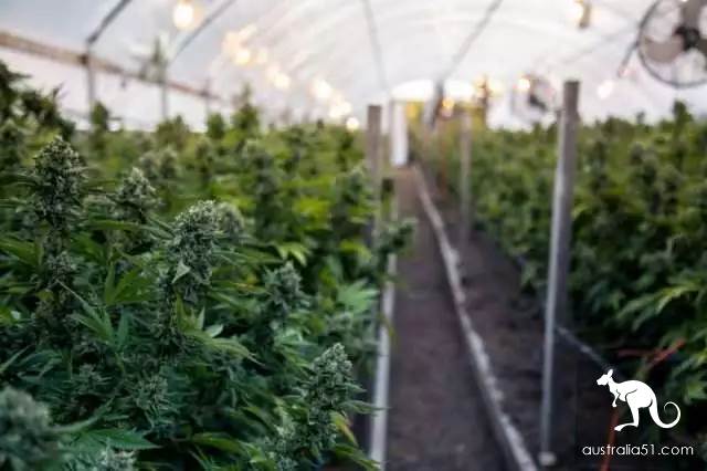 澳洲爸爸在后院种满大麻喂女儿被捕，百万网友求轻判，他是为了治病