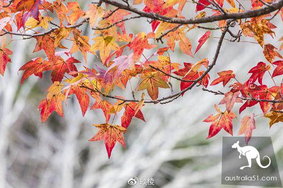 充滿生活氣息的最美小鎮,藍山中的小鎮盧菈(Leura)