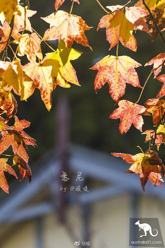 充滿生活氣息的最美小鎮,藍山中的小鎮盧菈(Leura)