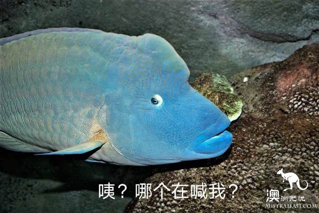 澳洲必打卡No.1，“世界级”小众绝世美景豪勋爵岛，其实就在你身边