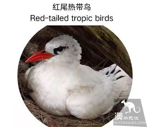澳洲必打卡No.1，“世界级”小众绝世美景豪勋爵岛，其实就在你身边