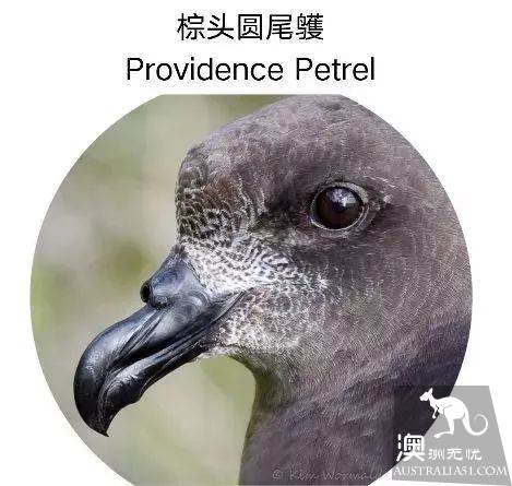 澳洲必打卡No.1，“世界级”小众绝世美景豪勋爵岛，其实就在你身边