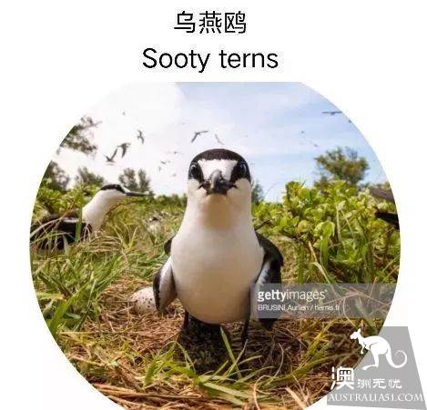 澳洲必打卡No.1，“世界级”小众绝世美景豪勋爵岛，其实就在你身边