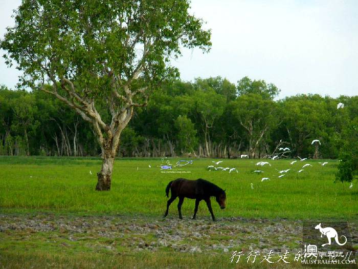北领地卡卡杜国家公园游玩指南