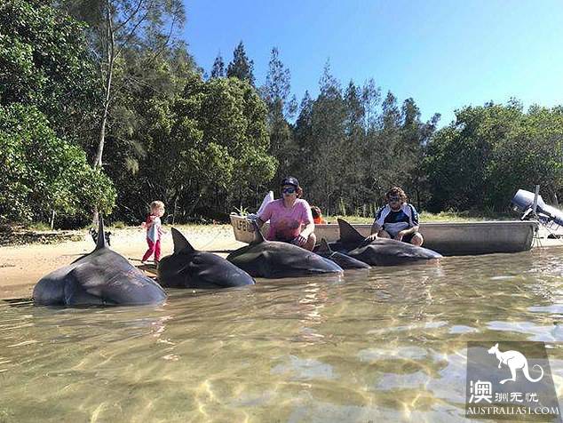 新州渔民捕到数条鲨鱼，切开鱼腹有惊人发现