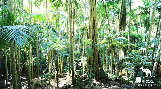 黃金海岸金沙碧海後的秘境:天寶林山遊玩全攻略