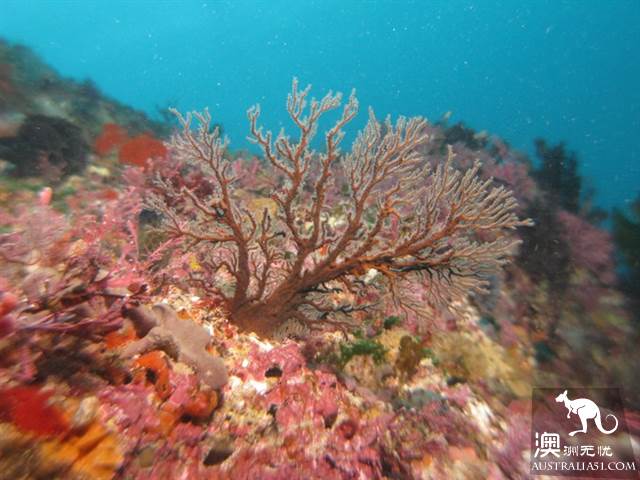 網紅矮袋鼠故鄉,西澳羅特內斯特島乾貨攻略(交通+玩法)