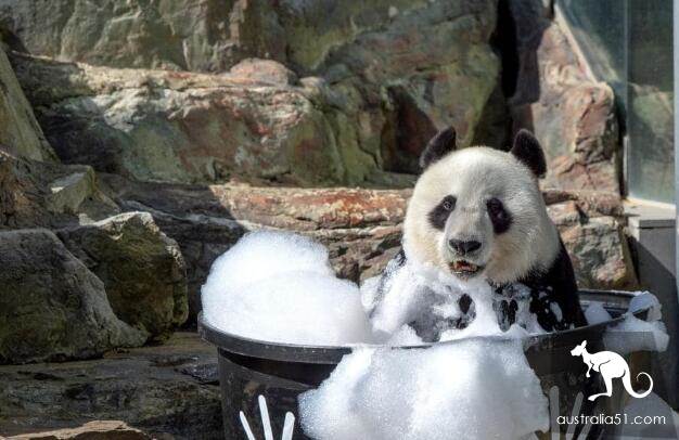 中國大熊貓有望續住阿德萊德動物園再5年