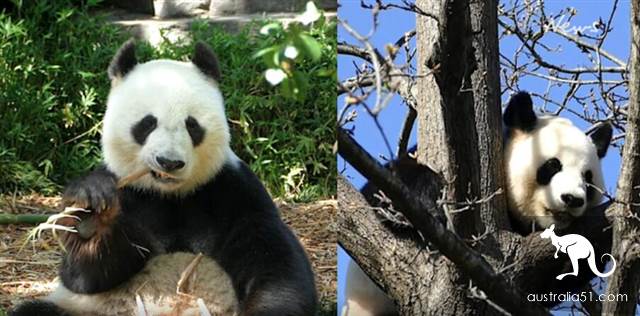 中國大熊貓有望續住阿德萊德動物園再5年