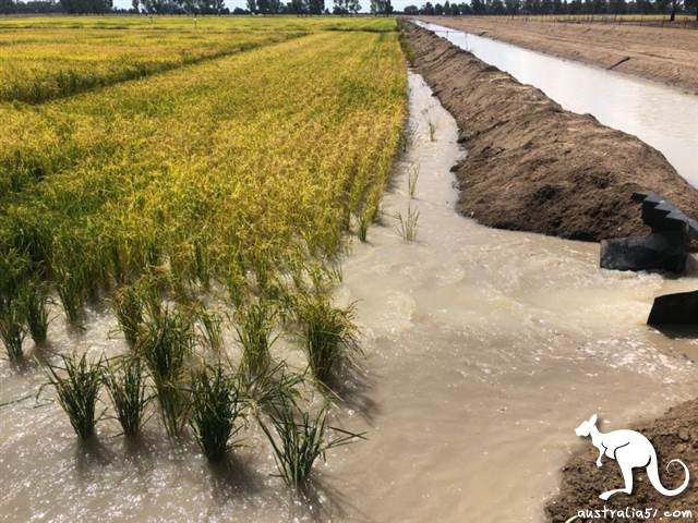 新冠疫情會讓澳洲陷入“糧食危機”嗎?