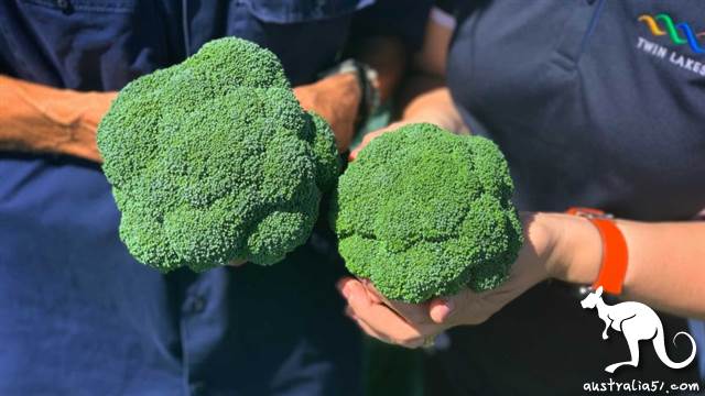 新冠疫情會讓澳洲陷入“糧食危機”嗎?