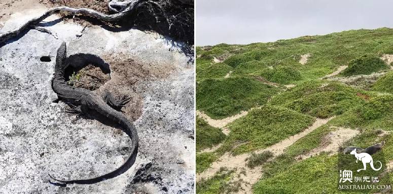 南澳第一秘境袋鼠島:冰島、非洲、馬代野感叁合一