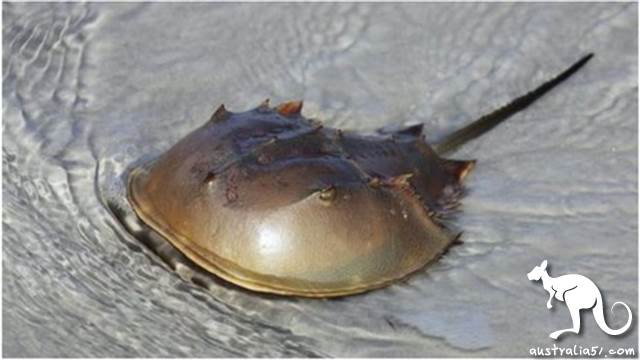 跟其他生物不同,鲎有着神奇的藍色血液。