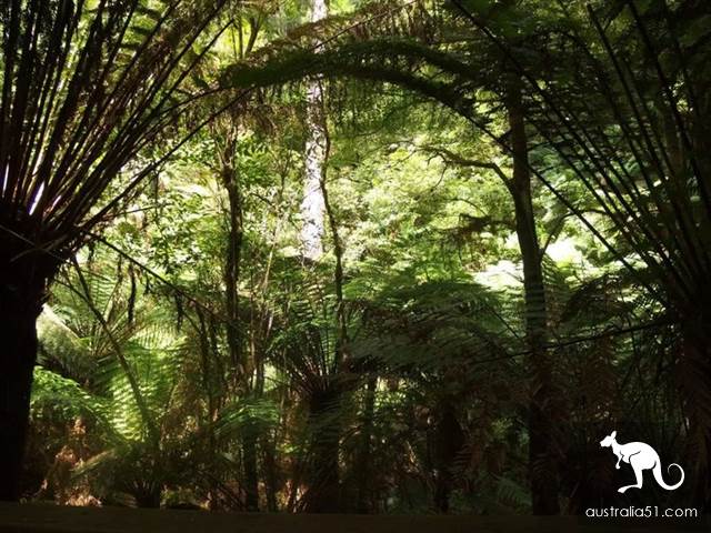 大洋路高阶旅行指南，你应该知道的小众玩法