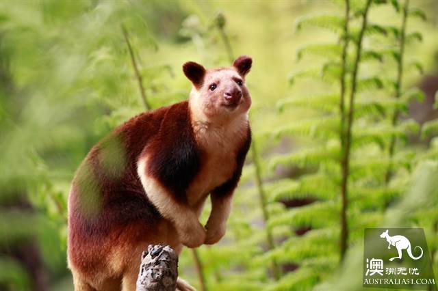 墨爾本四大動物園全攻略,帶妳玩轉動物世界