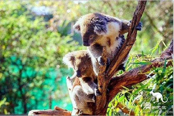 墨爾本四大動物園全攻略,帶妳玩轉動物世界