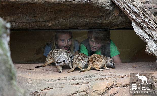 墨爾本四大動物園全攻略,帶妳玩轉動物世界