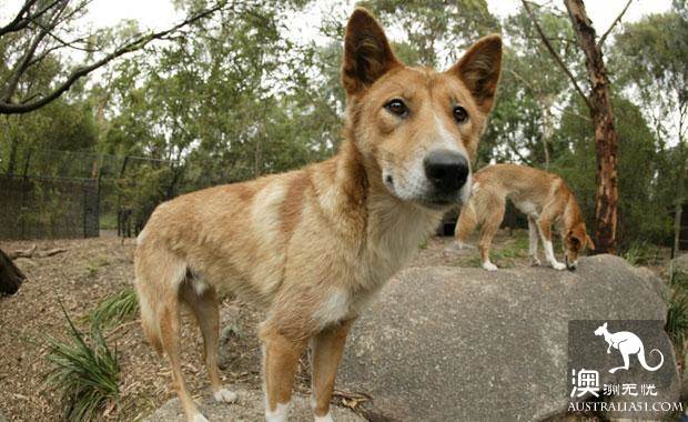 墨爾本四大動物園全攻略,帶妳玩轉動物世界