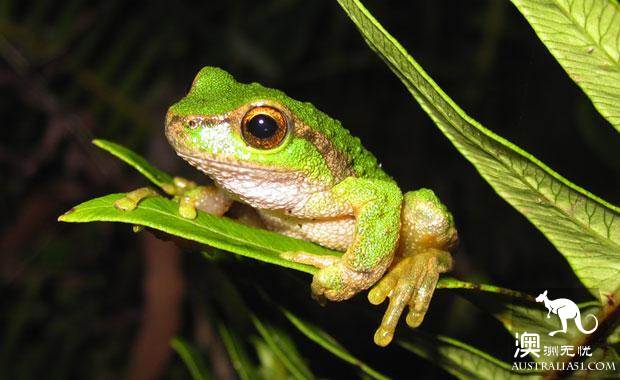 墨爾本四大動物園全攻略,帶妳玩轉動物世界