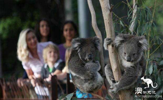 墨爾本四大動物園全攻略,帶妳玩轉動物世界