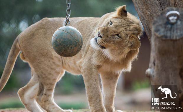 墨爾本四大動物園全攻略,帶妳玩轉動物世界