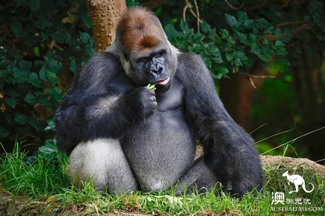 墨爾本四大動物園全攻略,帶妳玩轉動物世界