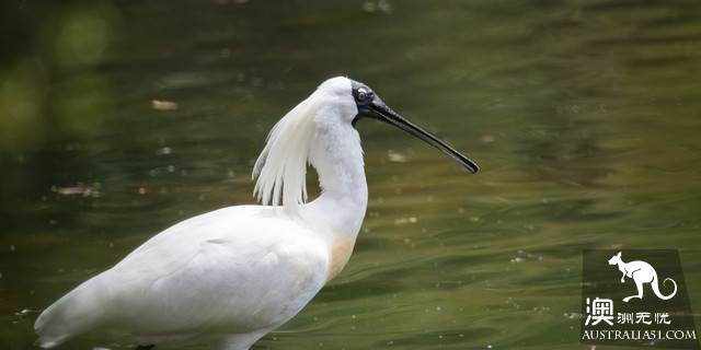 墨爾本四大動物園全攻略,帶妳玩轉動物世界