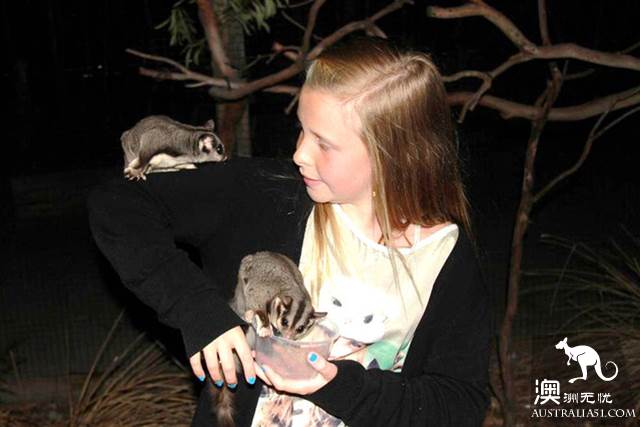 墨爾本四大動物園全攻略,帶妳玩轉動物世界