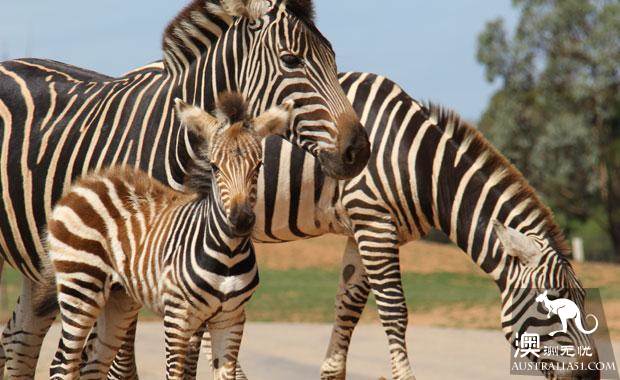 墨爾本四大動物園全攻略,帶妳玩轉動物世界