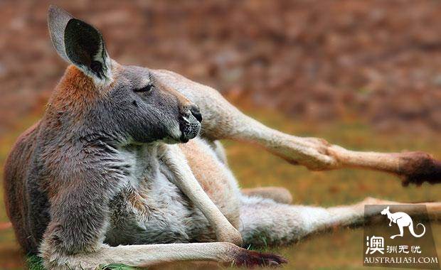 墨爾本四大動物園全攻略,帶妳玩轉動物世界