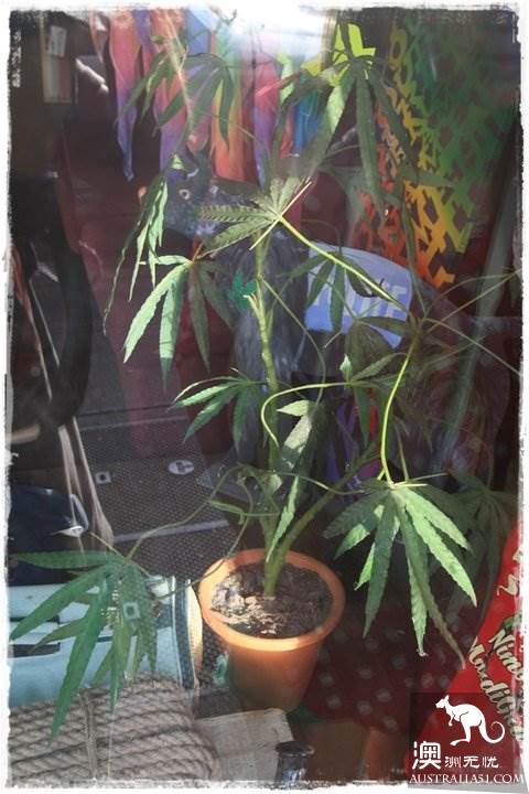 宁宾（Nimbin）游记，探访澳洲最神秘的大麻小镇