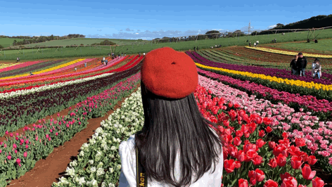 【打卡塔州】答應我,10月去溫耶德小鎮看南半球最大的郁金香花海吧
