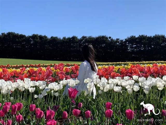 【打卡塔州】答應我,10月去溫耶德小鎮看南半球最大的郁金香花海吧