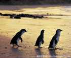 企鹅岛（Penguin Island）