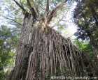 窗帘树(Curtain Fig Tree)