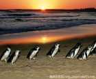 菲利普島企鵝歸巢（Penguin Parade）