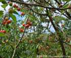 红山樱桃农场（Red Hill Cherry Farm）