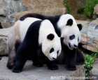 阿德莱德动物园（Adelaide Zoo）