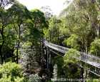奥特维树顶漫步（Otway Fly Treetop Adventures）