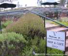 林道薰衣草农场（Lyndoch Lavender Farm & Cafe）